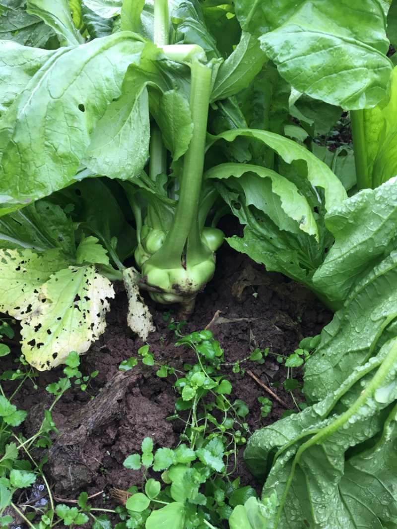 鲜榨菜，大头菜，量大从优