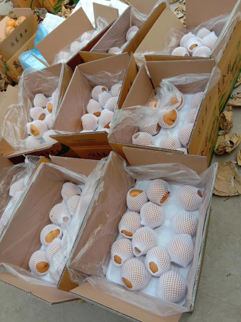 晚秋梨，果汁厂货，大量供应馆陶县众康果品站供应各种货源
