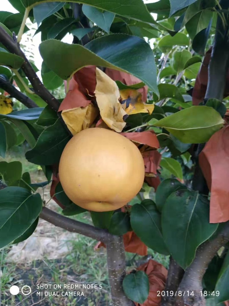晚秋梨，果汁厂货，大量供应馆陶县众康果品站供应各种货源