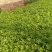 山芹苗，芹苗，娃娃芹，芹菜苗，香芹苗，特菜，常年批发