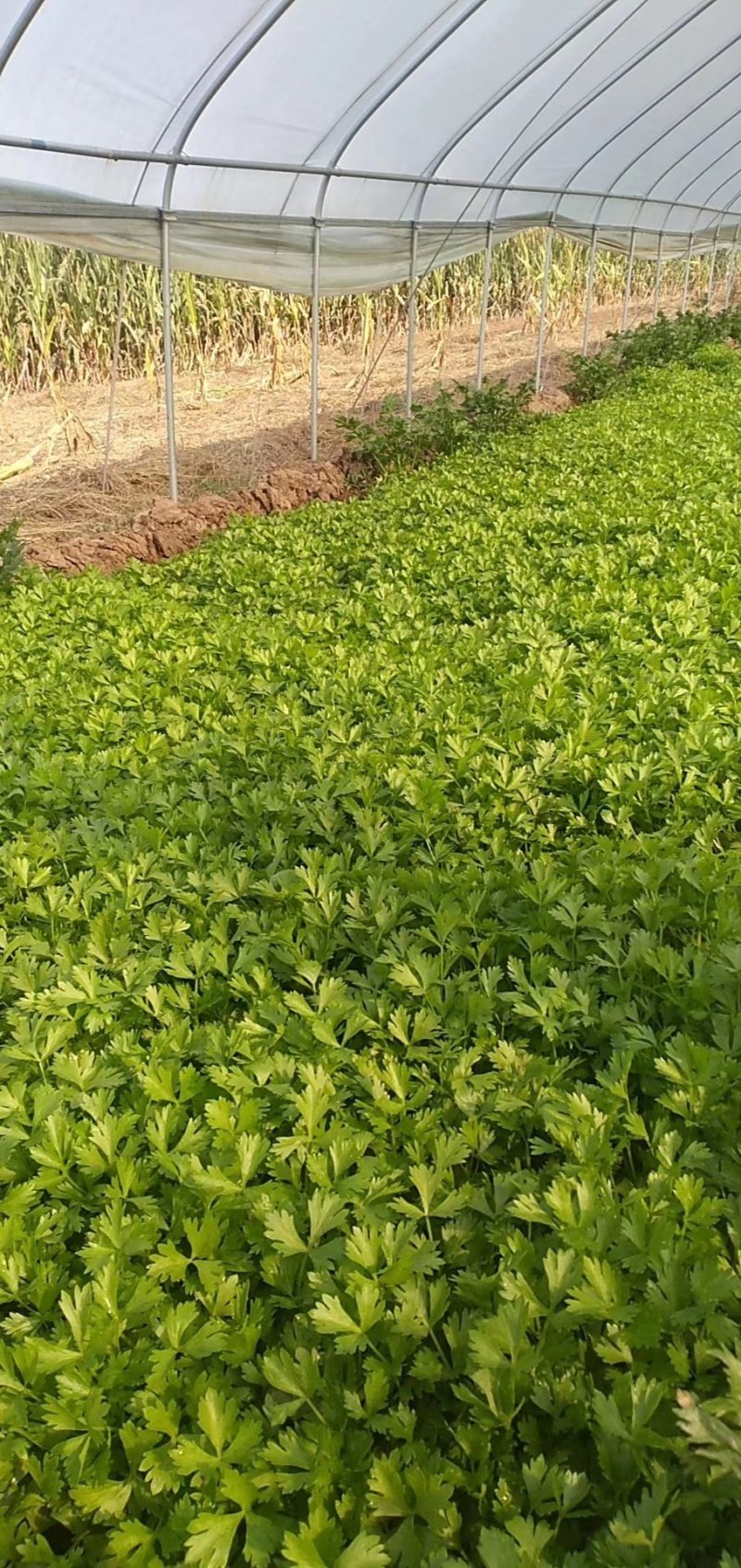 山芹苗，芹苗，娃娃芹，芹菜苗，香芹苗，特菜，常年批发