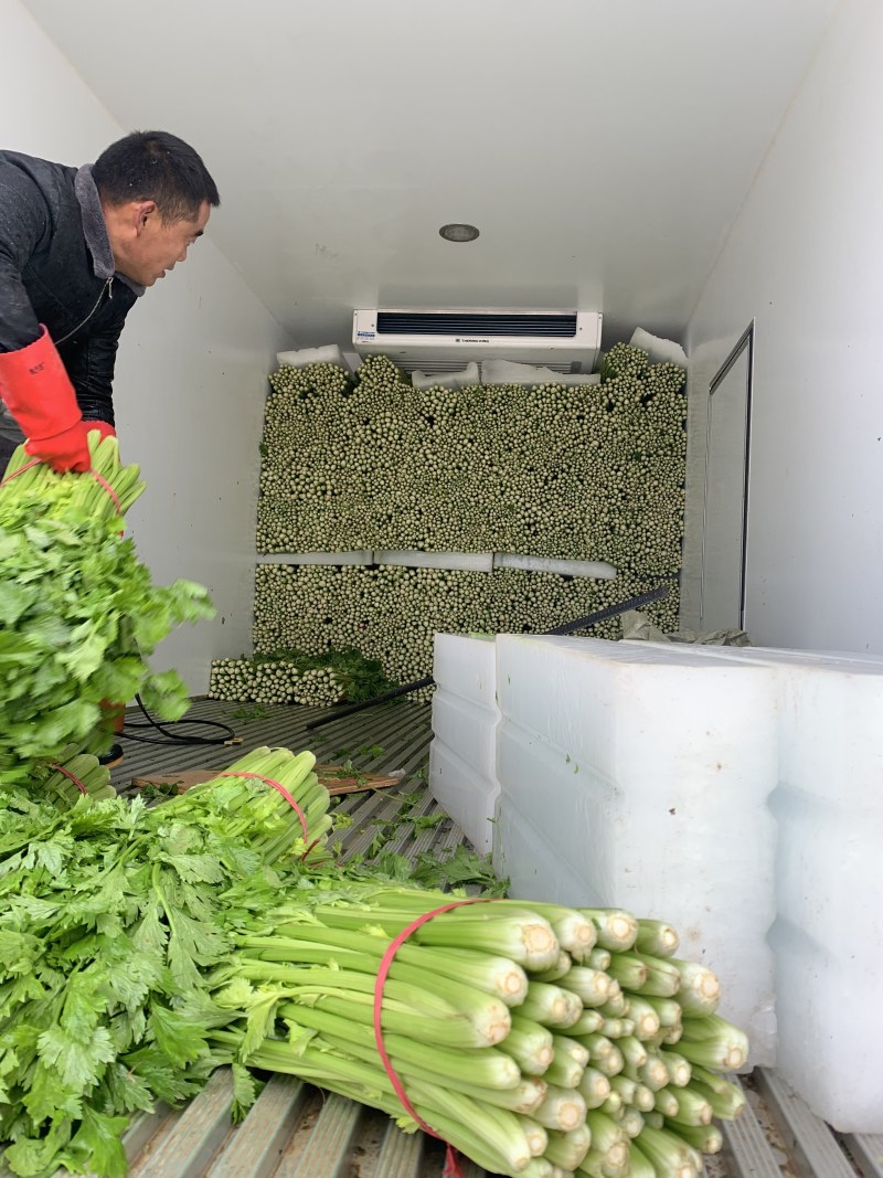 砀山县优质西芹，产地直销，供应全国，诚实第一，事实报价
