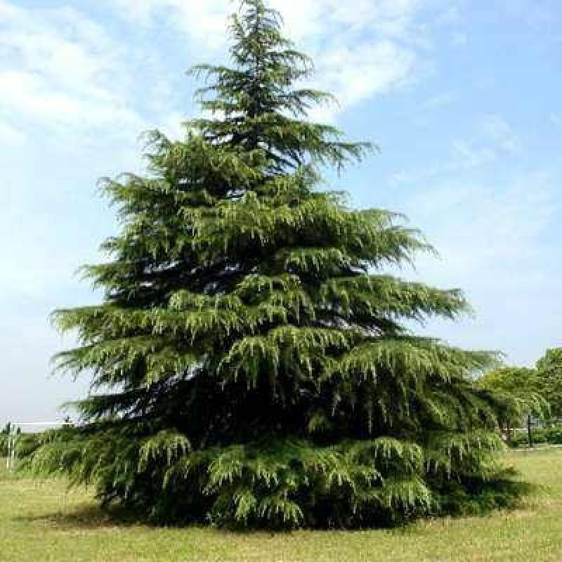 雪松公园行道树绿化工程用树泰安松树