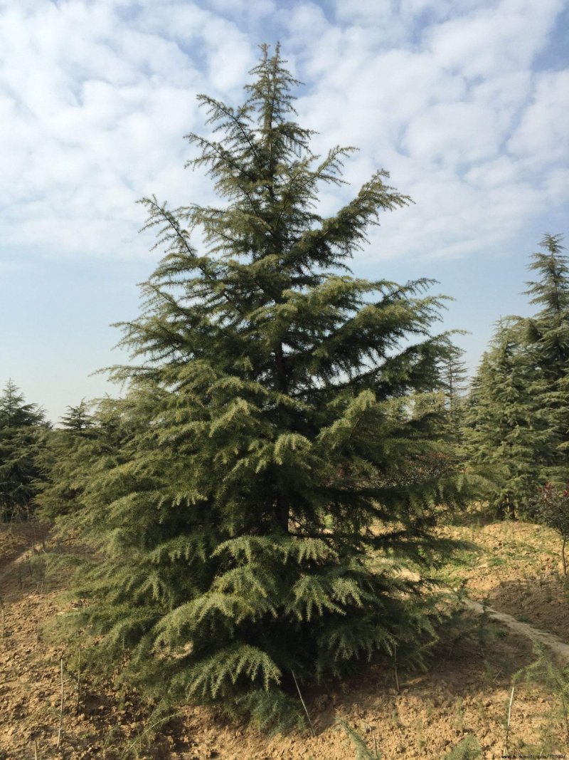 雪松公园行道树绿化工程用树泰安松树