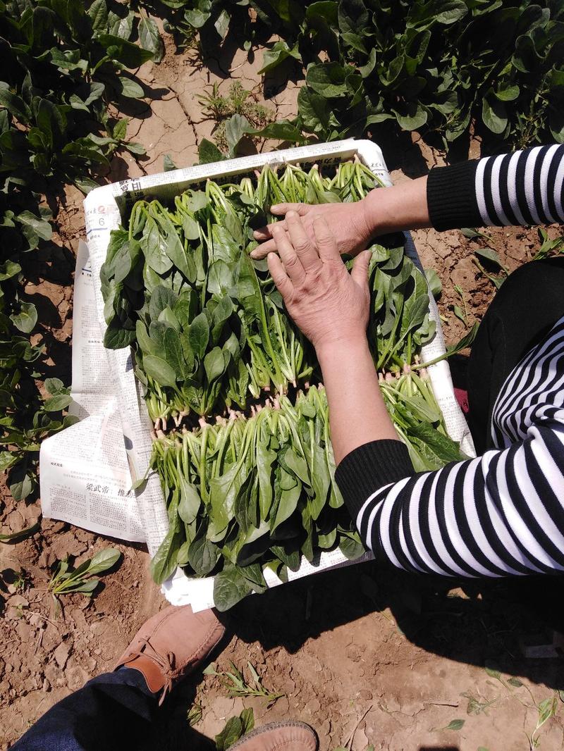 山东省精品菠菜22-28厘米大量现货货源产地直发量大