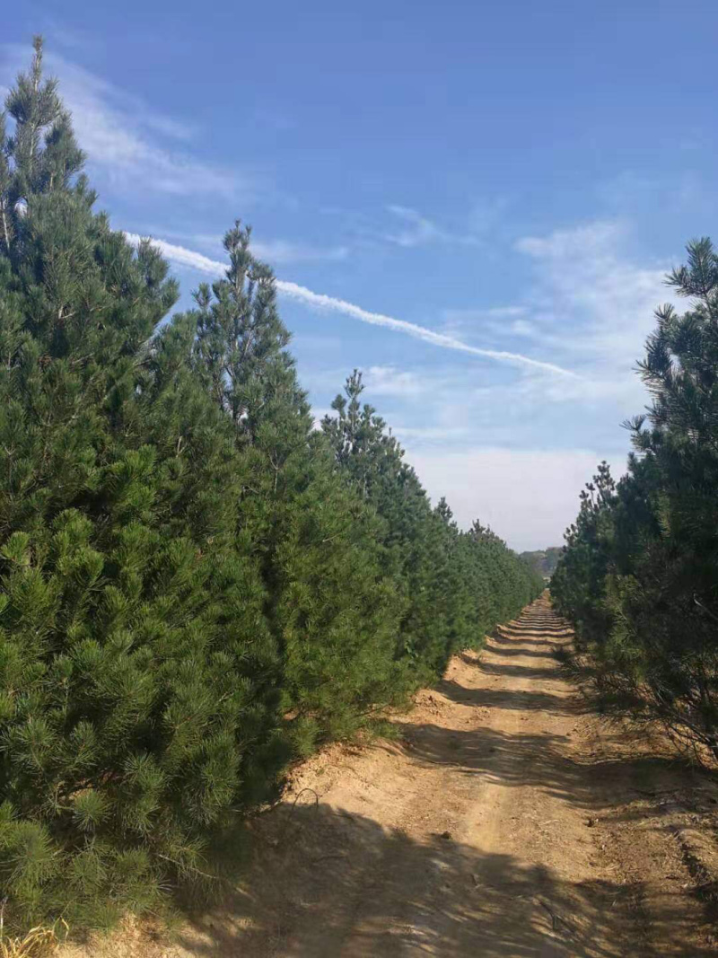 蜀桧苗山西省运城绛县蜀桧规格大小定价格