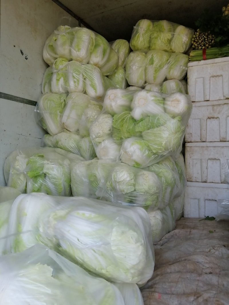 精选黄心大白菜，基地直供，代发全国来电咨询更优惠