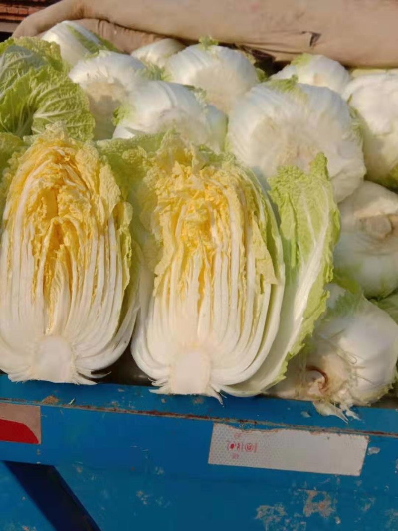 精选黄心大白菜，基地直供，代发全国来电咨询更优惠