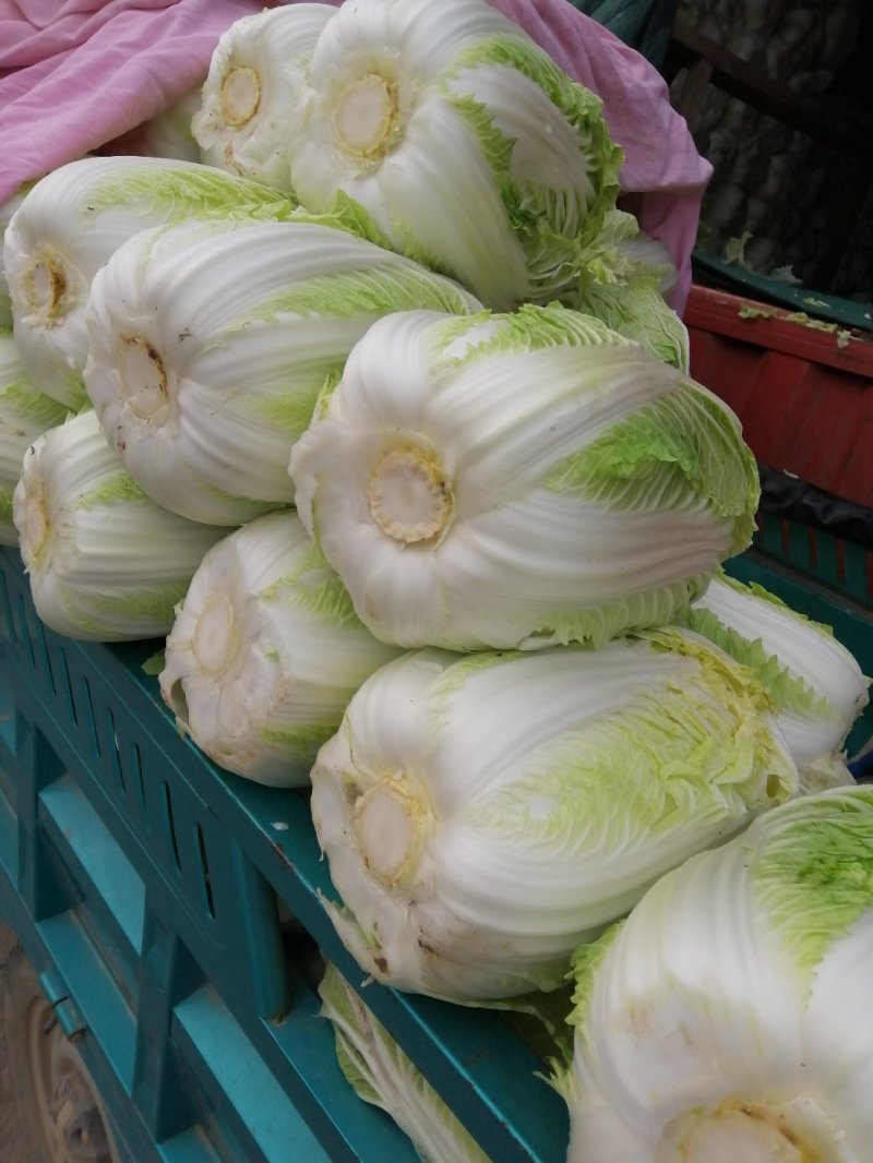 精选黄心大白菜，基地直供，代发全国来电咨询更优惠