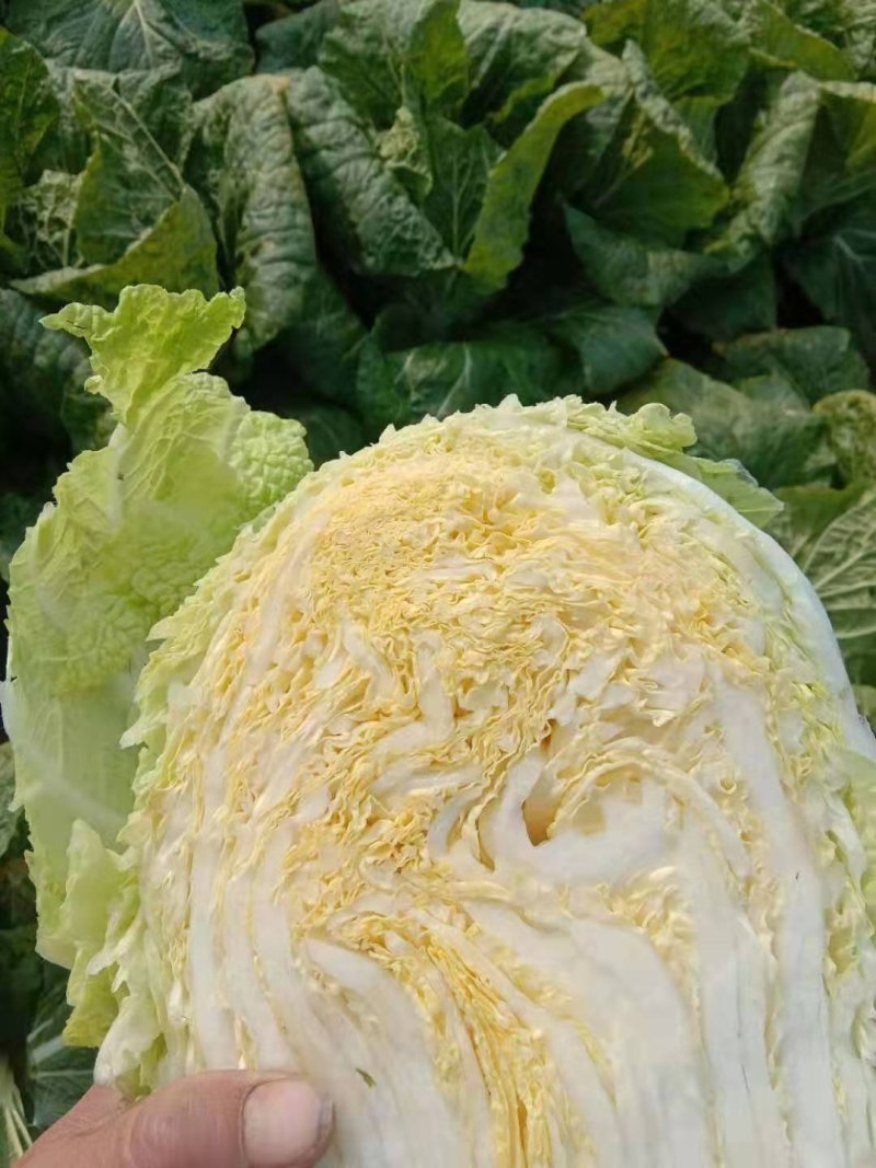 精选黄心大白菜，基地直供，代发全国来电咨询更优惠