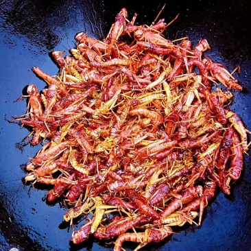 蝗虫蚂蚱速冻蚂蚱油炸蚂蚱