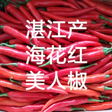 鲜辣椒海花红美人椒,广东湛江产地直供价钱优惠