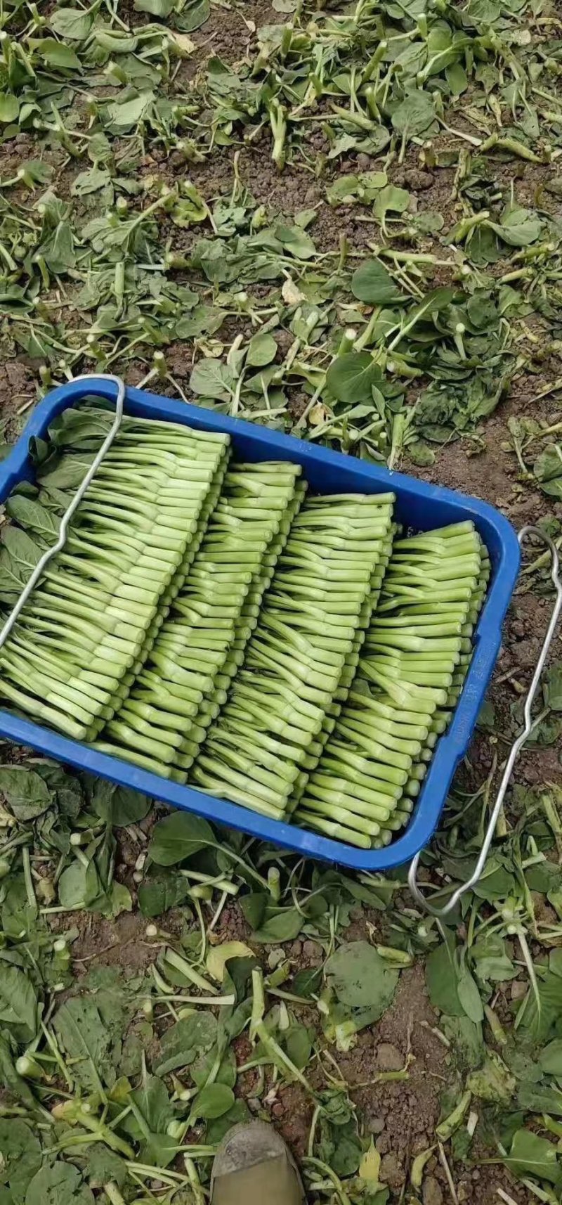 湖北当阳精品白菜苔广东白菜心15~20cm