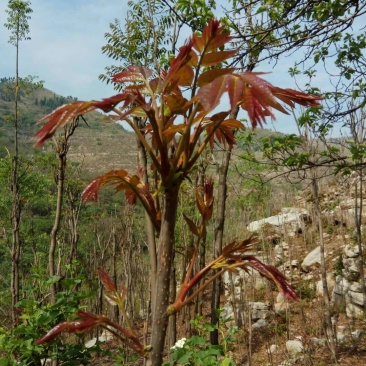 山东青州红油根生香椿苗，山地根生红油香椿苗，常年供货，
