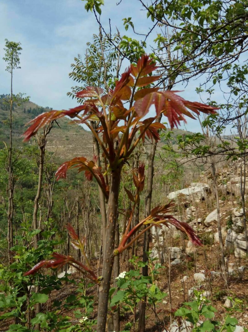 山东青州红油根生香椿苗，山地根生红油香椿苗，常年供货，