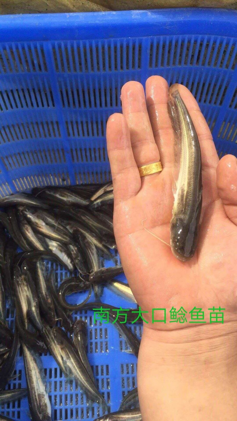 广东南方大口鲶鱼苗基地直发杂交大口鲶鱼苗产量高