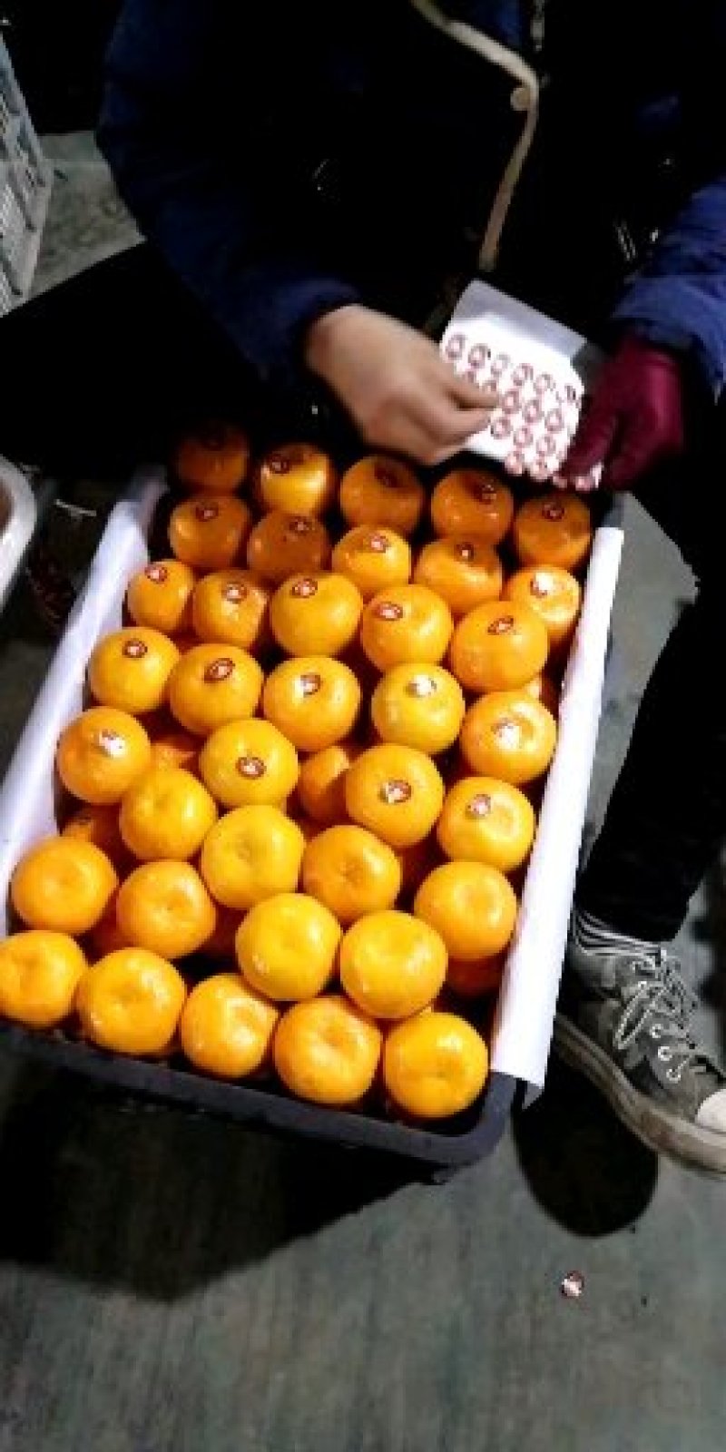 【湖北高山早熟蜜桔光果叶果基地果园订货无中间商赚差价