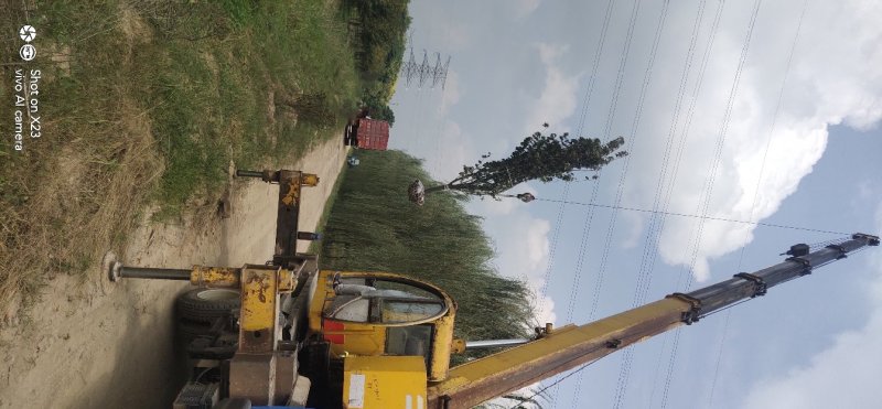本地早樱花晚樱大小规格全可以现场看货装车付款……