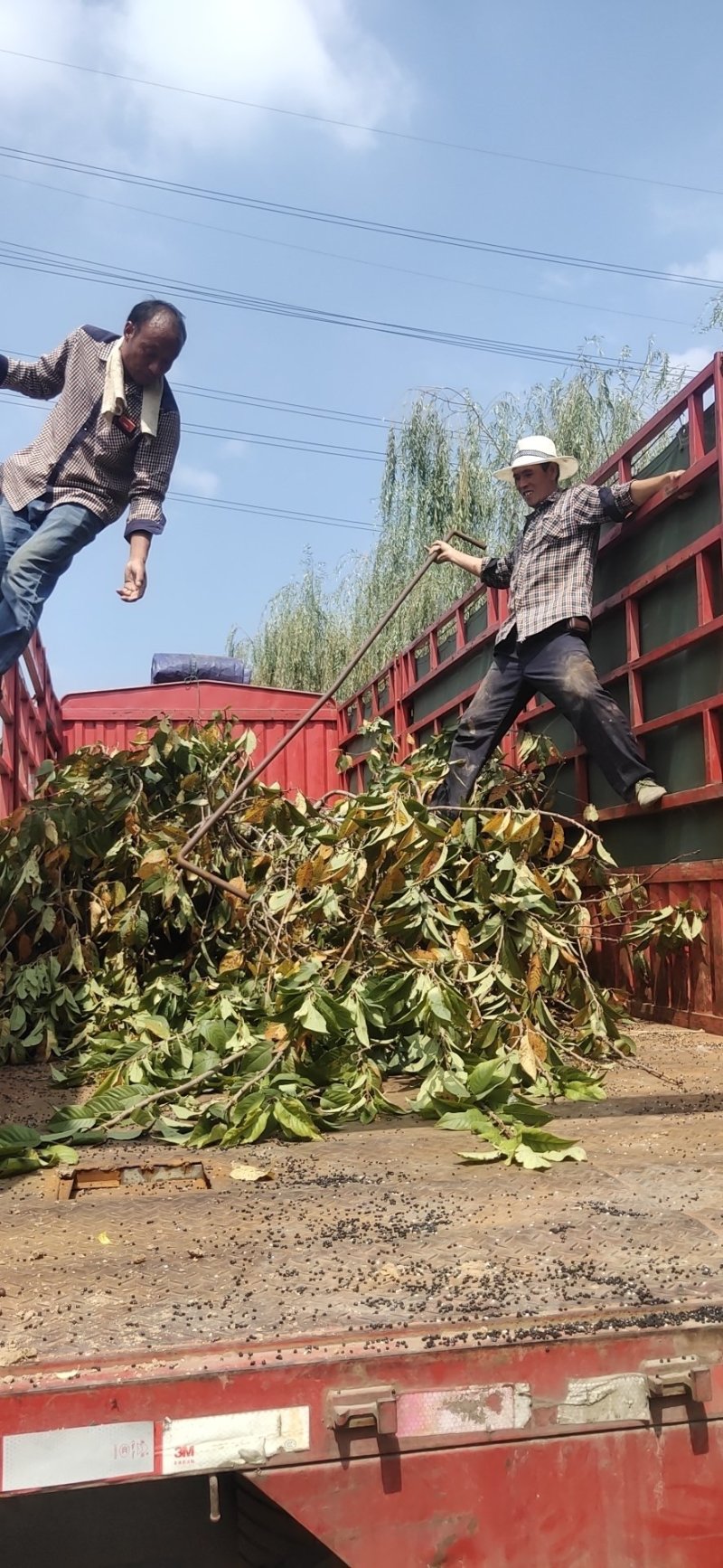 本地早樱花晚樱大小规格全可以现场看货装车付款……