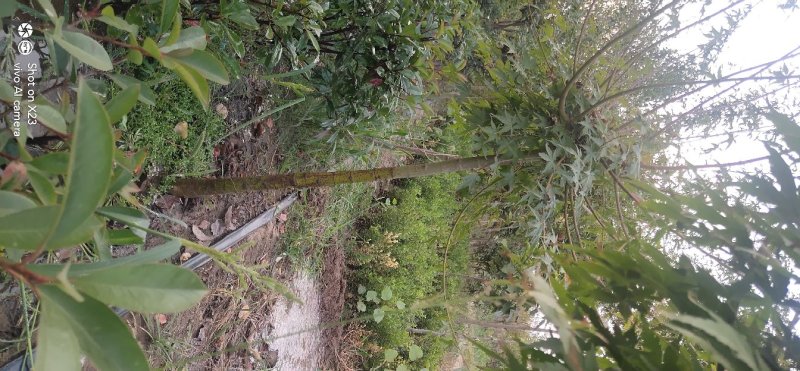 本地鸡爪槭树苗大小规格全支持现场看货装车付款