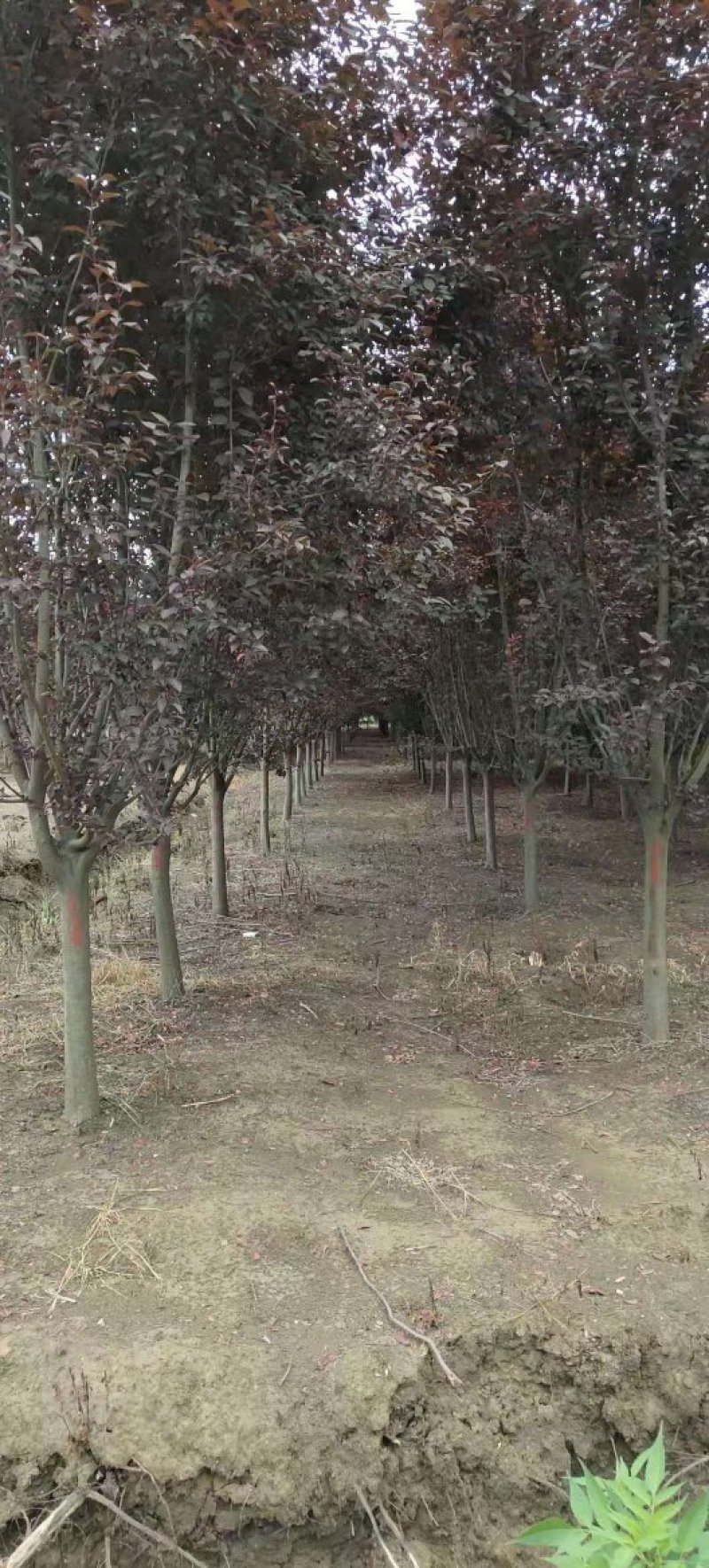 红叶李，大小规格齐全，欢迎新老客户订购，