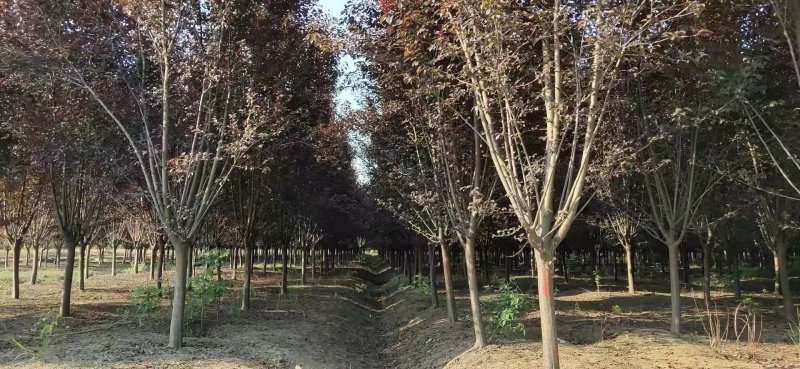 红叶李，大小规格齐全，欢迎新老客户订购，