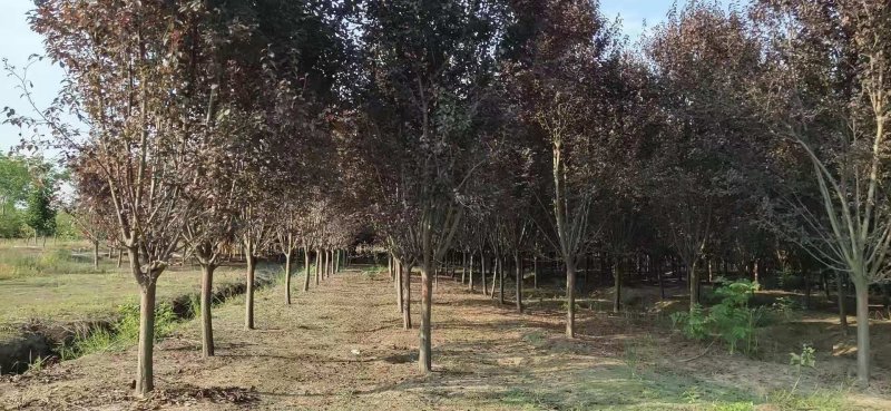 红叶李，大小规格齐全，欢迎新老客户订购，