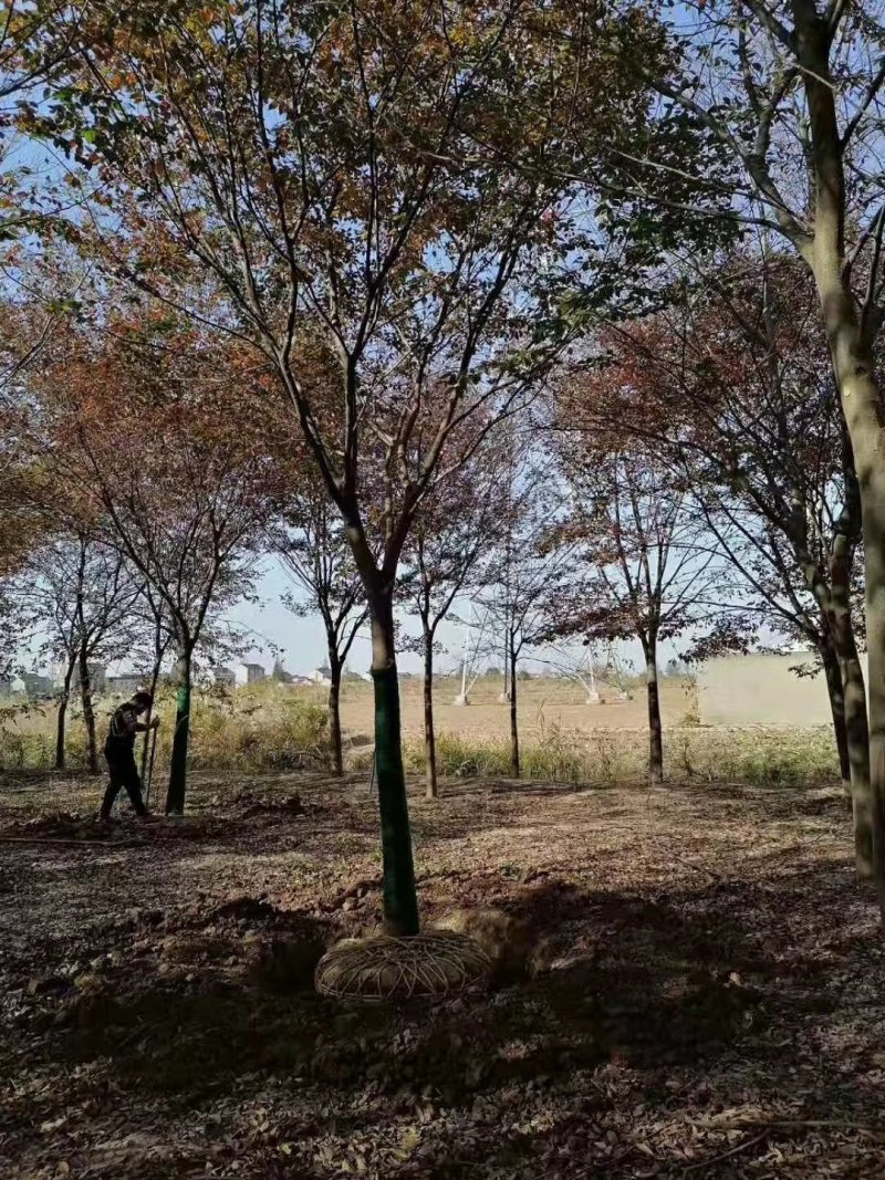 榉树，大小规格齐全，欢迎新老客户订购，