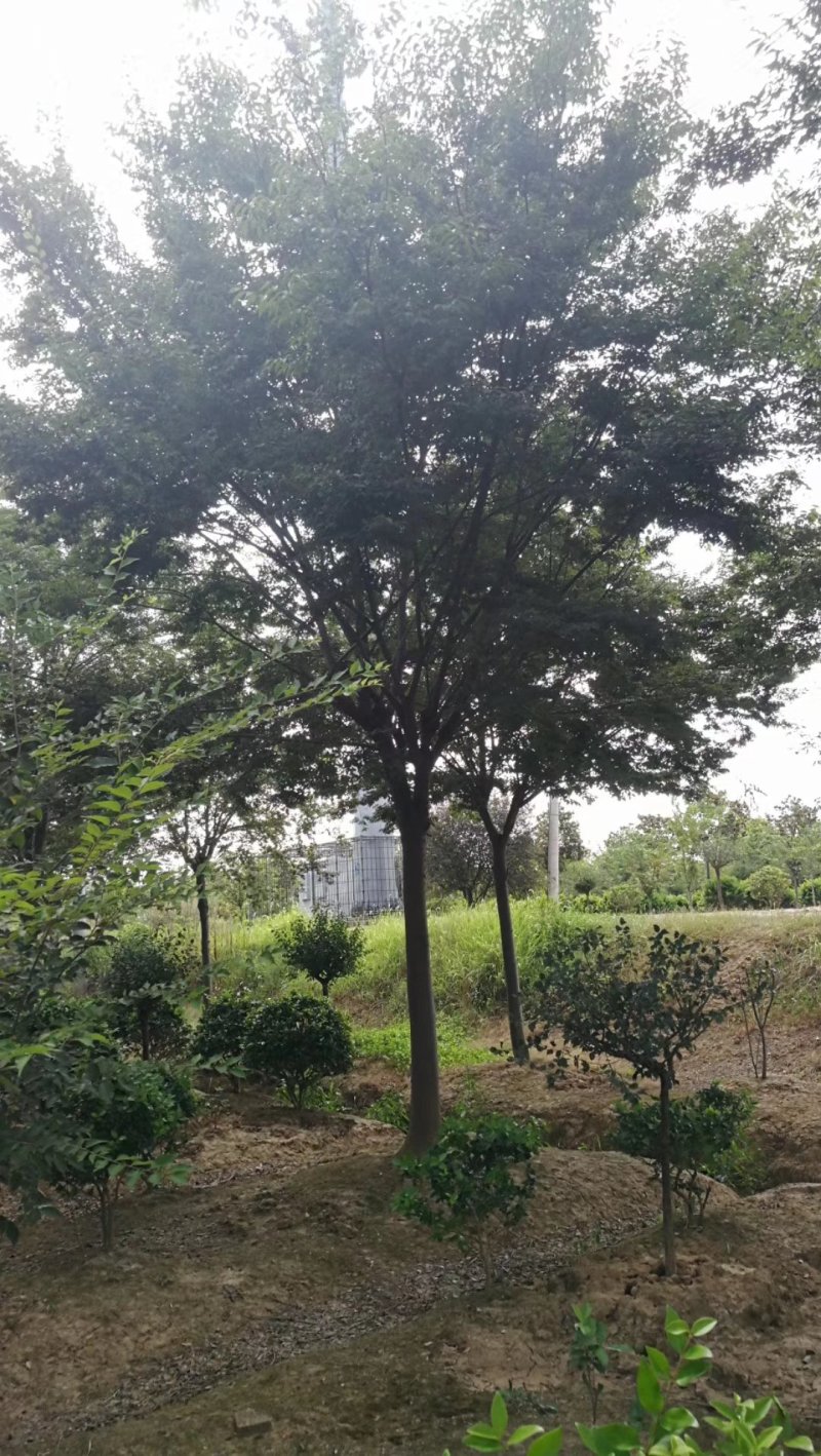 榉树，大小规格齐全，欢迎新老客户订购，