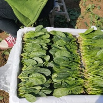 精品奶油菠菜，质量好，营养价值高，无农药残留。