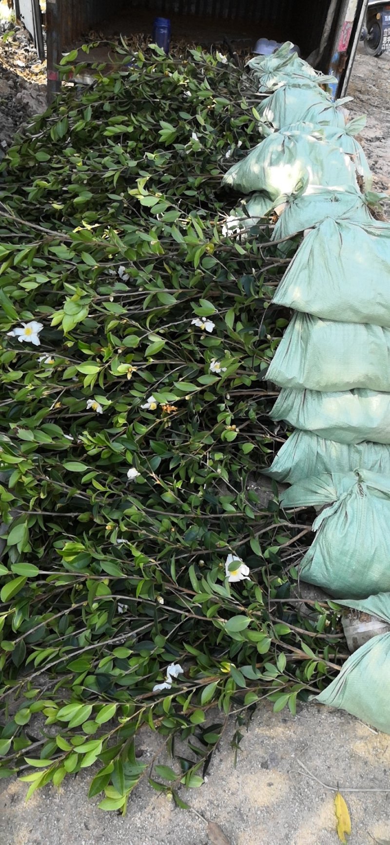 三年生营养杯大杯油茶苗50公分起