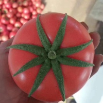 连云港精品西红柿大量上市，果行圆，硬度好