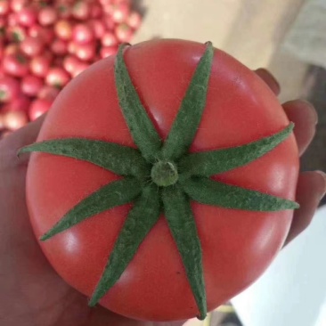 连云港精品西红柿大量上市，果行圆，硬度好