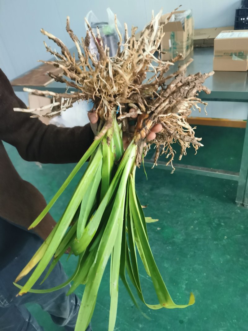 百子莲开花大苗林下花卉苗圃直发多年生花卉