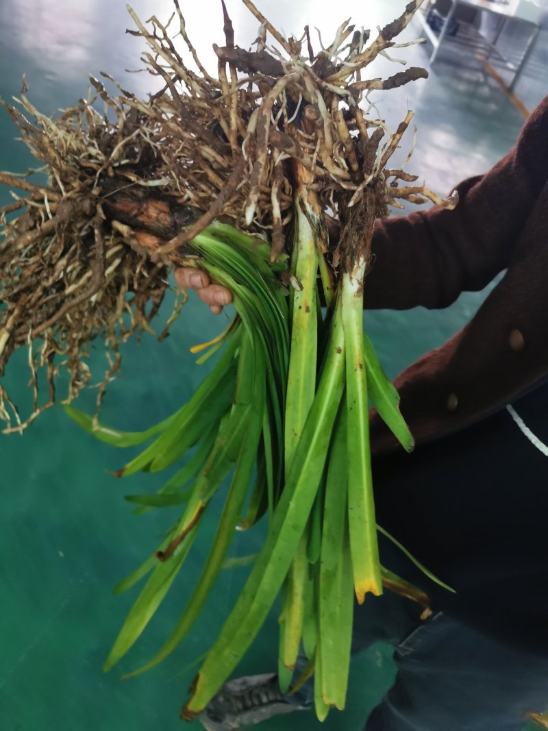 百子莲开花大苗林下花卉苗圃直发多年生花卉