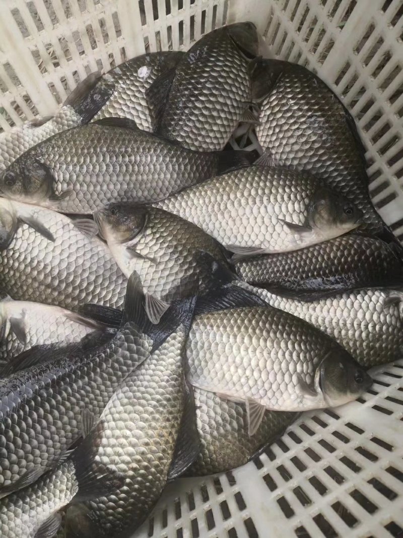 【包成活】鲫鱼成品鱼〔送货上门〕规格多选（品质保障）
