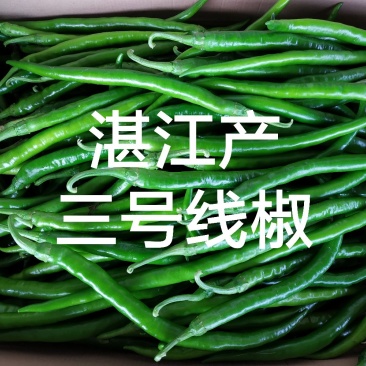 广东湛江3号线椒产地市场,专业代收代办辣椒