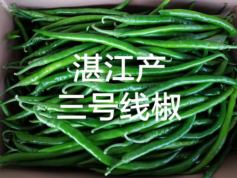 广东湛江3号线椒产地市场，专业代收代办辣椒