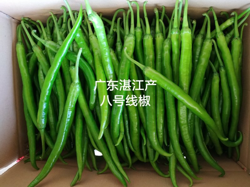 广东湛江3号线椒产地市场，专业代收代办辣椒