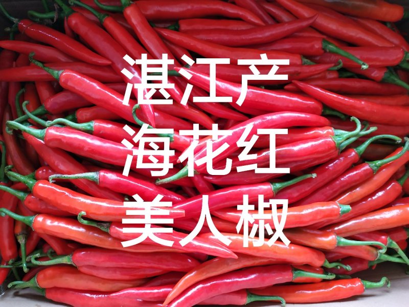 海花红美人椒，鲜辣椒现货供应中产地代办诚信合作