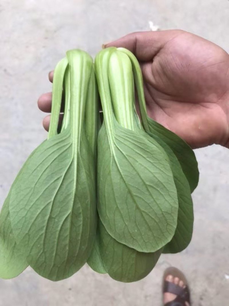 山东上海青基地，常年供应，一手货源，产地直发，量大从优