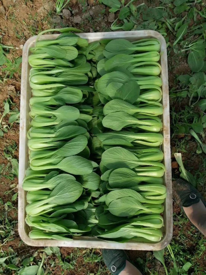 山东上海青基地，常年供应，一手货源，产地直发，量大从优