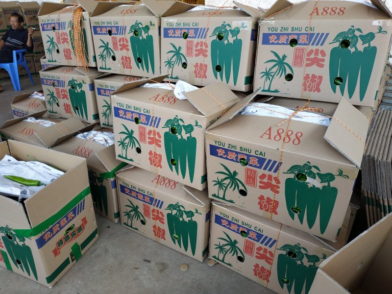 黄皮尖椒鲜辣椒广东大型产地市场诚信代办，现摘现发新鲜直达