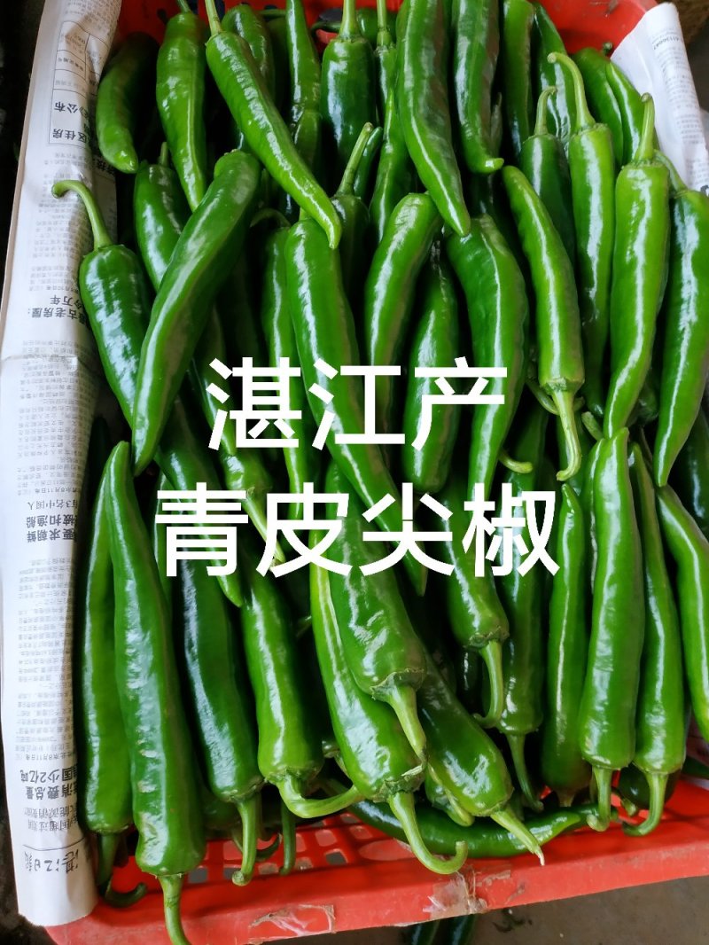黄皮尖椒鲜辣椒广东大型产地市场诚信代办，现摘现发新鲜直达