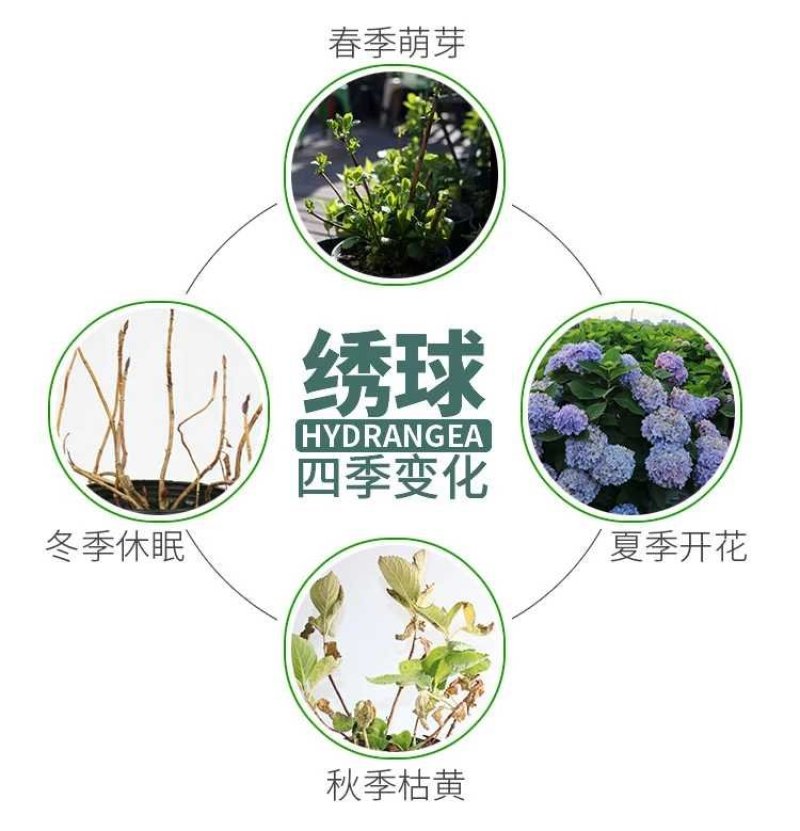 无尽夏绣球重瓣绣球八仙花夏天花卉林下花卉多年生花卉