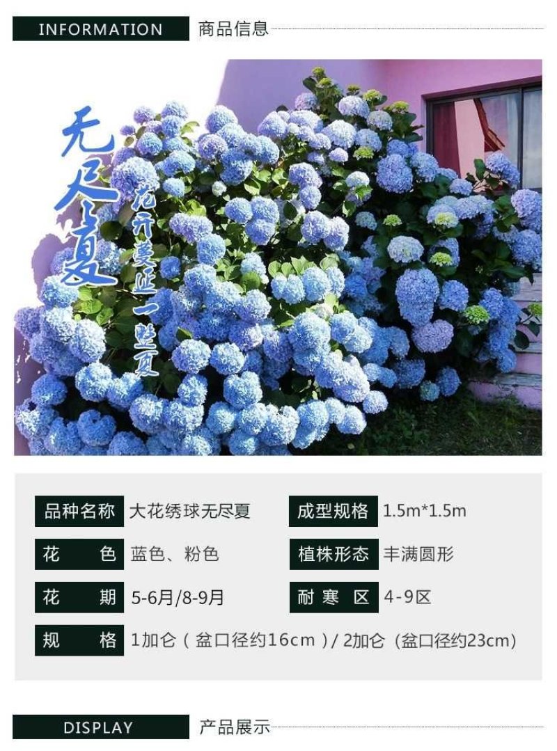 无尽夏绣球重瓣绣球八仙花夏天花卉林下花卉多年生花卉