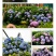 无尽夏绣球重瓣绣球八仙花夏天花卉林下花卉多年生花卉