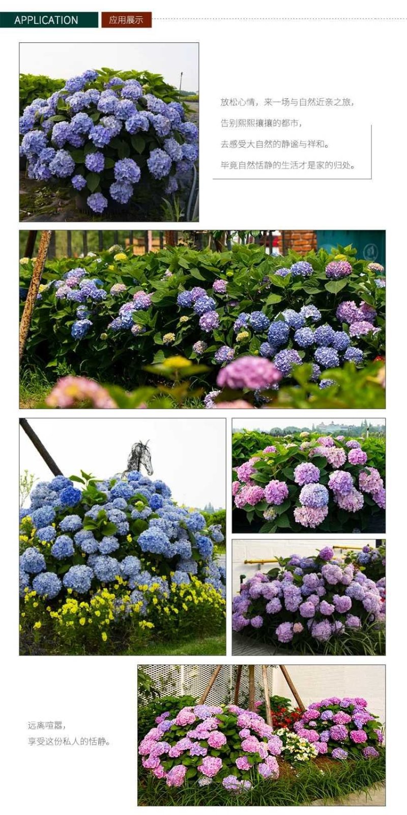 无尽夏绣球重瓣绣球八仙花夏天花卉林下花卉多年生花卉