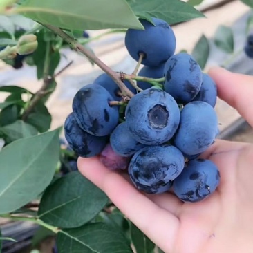 蓝莓苗品种齐全三年杯苗带花苞有果成活率高价格便宜