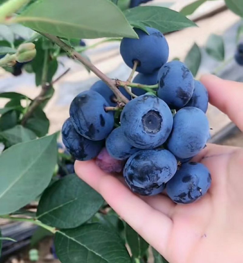 蓝莓苗品种齐全三年杯苗带花苞有果成活率高价格便宜